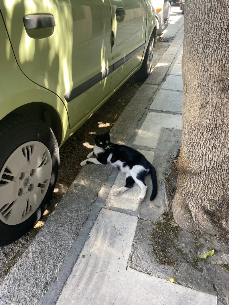 Kissa auton vierellä.